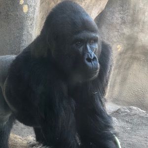 Meet your Posher, Vlad